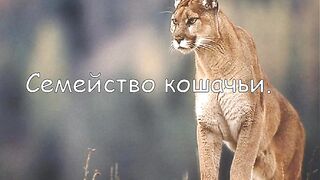 Семейство кошачьих.