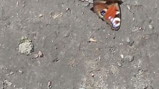 Метелики.