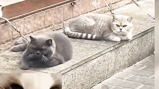 Funny video 616