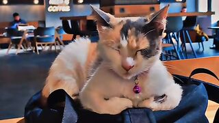My sleepy cat