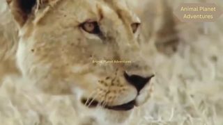 Africa's Strongest Animals  ► Buffalo vs Leopard, Lion gets fierce attacks from buffalo herd