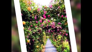 Rose Flowers ????????( tiktok )
