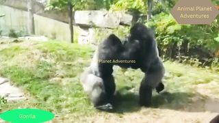 Unbelievable for 45 seconds! When the gorilla king learned the lion pride was pursuing him, he struck back.