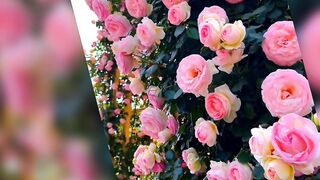 Rose Flowers ????????????( tiktok )