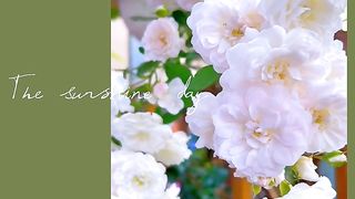 White rose flowers