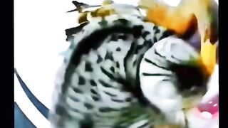Duck Fight ।। cat vs duck funny fighting ।। #shorts #funny