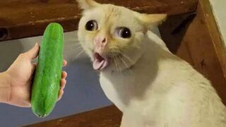 Funniest Animals 2023 ???? Best Funny Cats and Dogs ???????? #21
