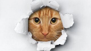 Our funny pets
