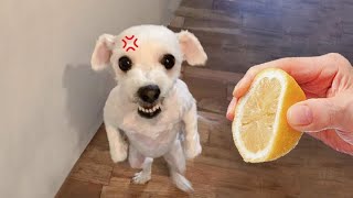 *Best funniest dogs????and cats????videos #7