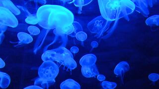 JELLYFISH UNDULATIONS