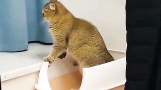Drôle animaux