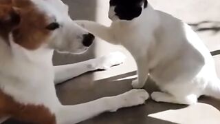 Funny animales shorts