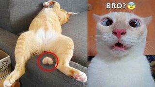 Funniest cats and dogs ???????? Funny animals 2023