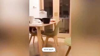 Funny cats and dogs 8