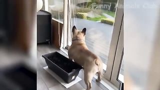 Funny cats and dogs video 3