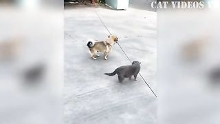 Funniest cats and dogs complications