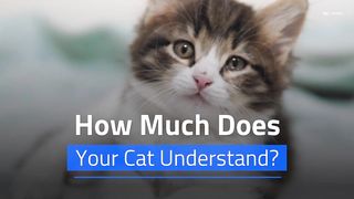 Share:    How Much Does Your Cat Understand? (National Pet Day)