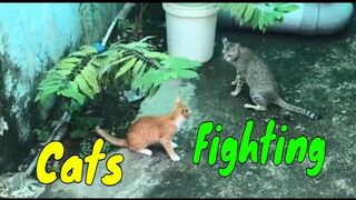 Cats Fighting For The 1st Time Seeing Each Others | Viral Cat