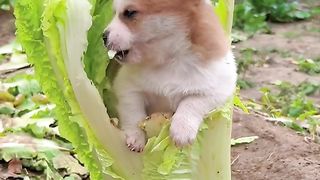 Viral Funny   dog