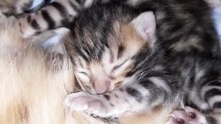 Babycat