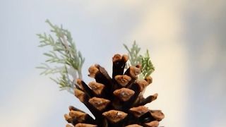 Tips and tricks for greenery
