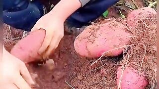 ЗА УСПЕШНА ГРАДИНА 13