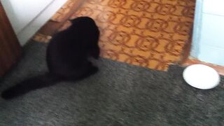 котик кушает пельмень
