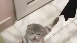 Чумавое видело