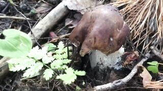 Очередная поездка за грибами. Лужский лес.