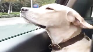 drunk dog for daring to do this