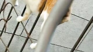 Удивительные усы кошки!