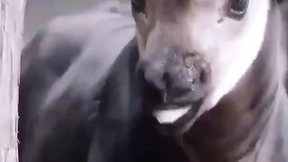 Чем окапи похож на жирафа?