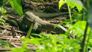 MONITOR LIQUID STOP CROCODILE EGGS