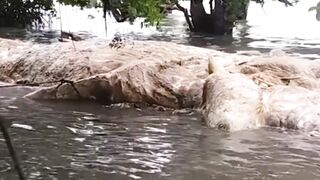 The figure of a mysterious animal carcass washed up on the beach