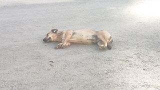 dog with earring
