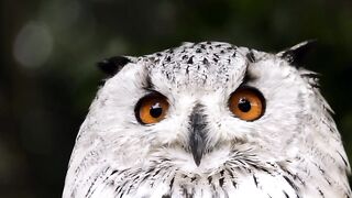 OWL WHITE