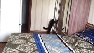 котик в зеркале