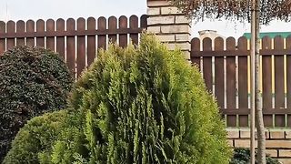 ГРИЖИ ЗА ДЕКОРТИВНАТА РАСТИТЕЛНОСТ
