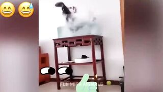 Funniest Animals Funny Cats and Dogs 2023