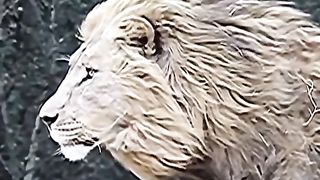 King Lion is Angry Mood