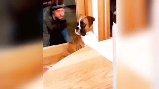 Best Funny Dogs And Cats Videos ???? - Funniest Animals Videos 2023???? #3