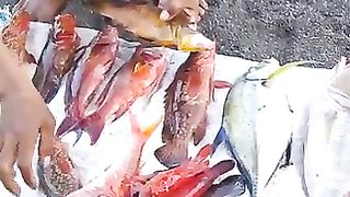 Fishing KFT