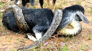 Giant python Anaconda attack goat in village Village boys try to save the goat..