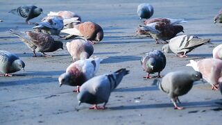 Beautiful birds 5