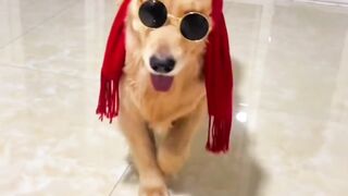 dog ???? in shopping mall