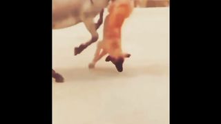 Khoota vs 3 Khassi Kuttas | Hilarious Video | Shukar khootay nay in ki 5th generation leg nahi pakar li warna... | markhor