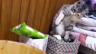 FUNNIEST ANIMAL VIDEO|| FUNNY CAT VIDEO