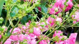 Pink and white mix cocoloured rose