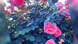 Rose flowers  (tiktok )