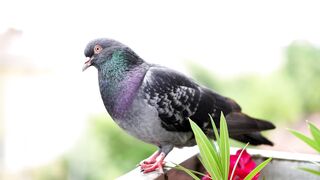 Pigeon so pretty